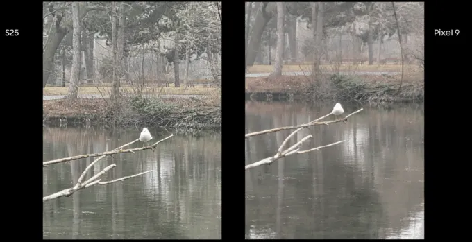 S25 vs Pixel 9 daylight zoom