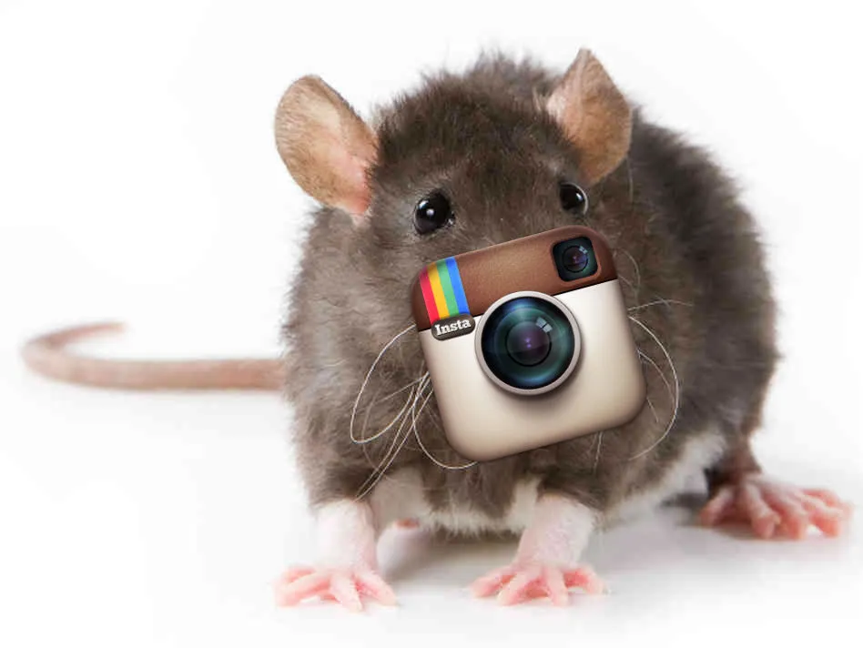 Followers: как вычислить крысу в Instagram