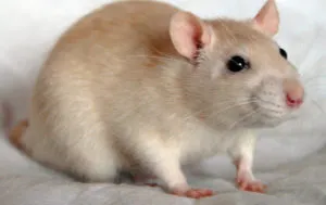 Этическая дилемма от «Палача»