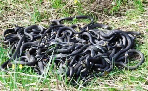 После смерти блогера Арслана Валеева под Питером остался заброшенный дом со змеями