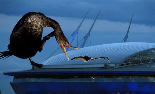 Почему бакланы в «Зените» – и гениально, и печально