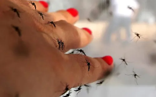 LG K7i – первый смартфон, отпугивающий комаров