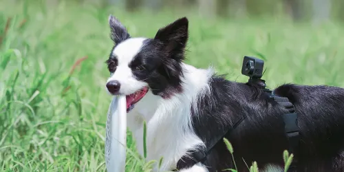 Xiaomi привезла в Россию дешевую копию GoPro