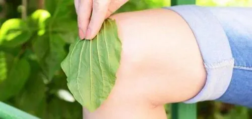 Ученые придумали «умный» подорожник для лечения