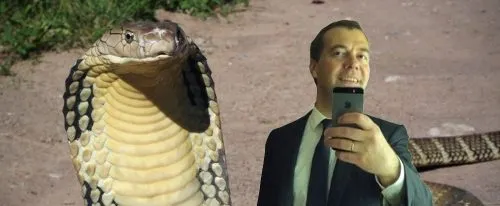 Смерть месяца. Почему селфи с коброй – все еще плохая идея