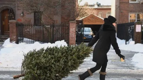 Что делать с елкой после Нового года? Вернуть ее в магазин за деньги