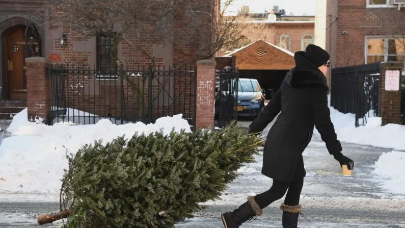 Что делать с елкой после Нового года? Вернуть ее в магазин за деньги
