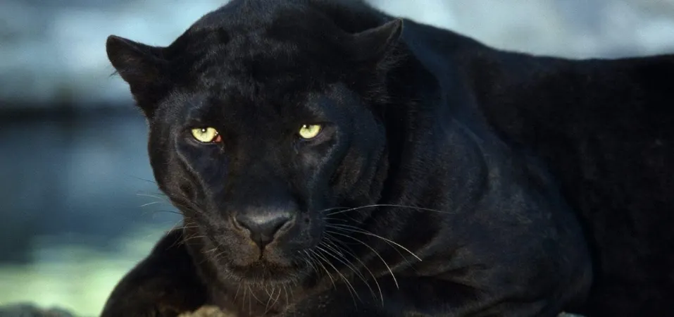 Хозяин пантеры-убийцы заявил, что зверь не виноват. Виноват украинец