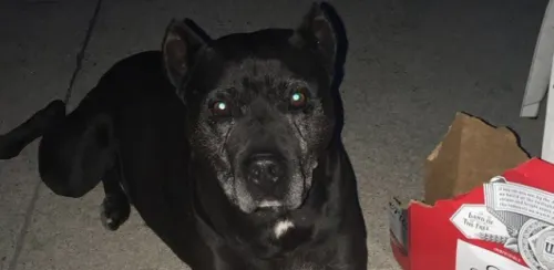 Девушку обвинили в расизме из-за ее потерянного черного пса