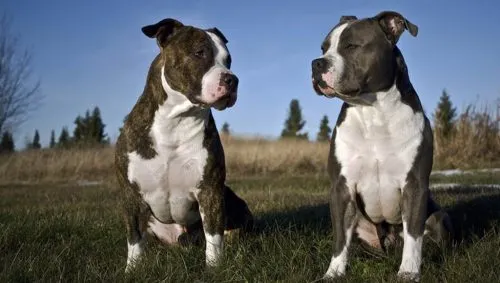 Бойцовские собаки – подлые твари. Они кусают прямо в мошонку