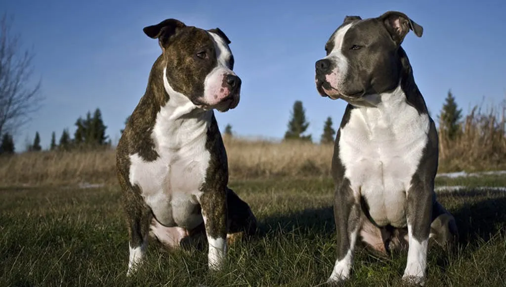 Бойцовские собаки – подлые твари. Они кусают прямо в мошонку