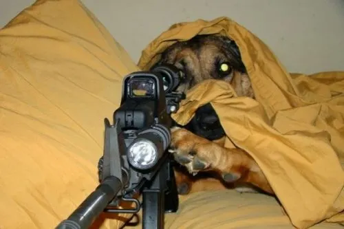 В Саратове собака застрелила охотника. Из ружья!