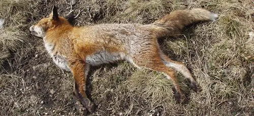 Похоже, производитель дешевых смартфонов Wileyfox умирает. Туда и дорога