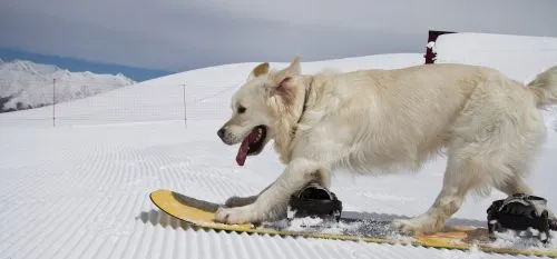 Пермских детей заподозрили в катании на мертвой собаке. WTF?!
