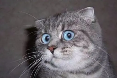 Монстр насиловал животных и отрубал им головы. Его поймали прямо на месте преступления