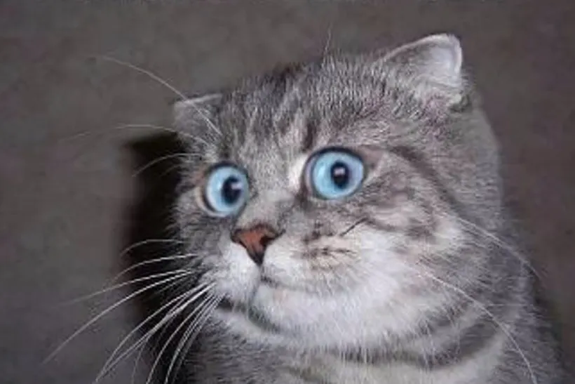 Монстр насиловал животных и отрубал им головы. Его поймали прямо на месте преступления