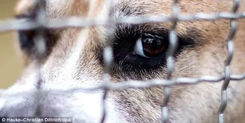 Собака загрызла насмерть двух человек. Ее хотят приютить, а не усыпить