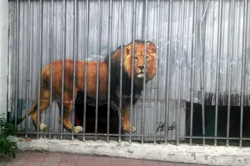 Лев догоняет и задирает человека – самое жуткое видео мая