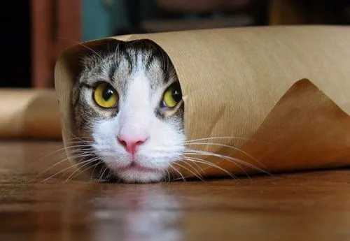 Есть легенда, что шаурму готовят из кошек. Скоро эту версию можно будет проверить