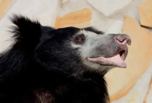 Почему селфи с медведем – очень глупая идея