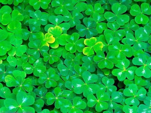 Поиграл в «Клевер». По-моему, очень круто