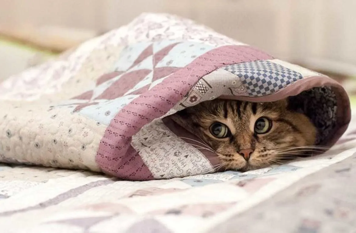 Почему мы иногда дергаемся во сне? И что такое миоклония?