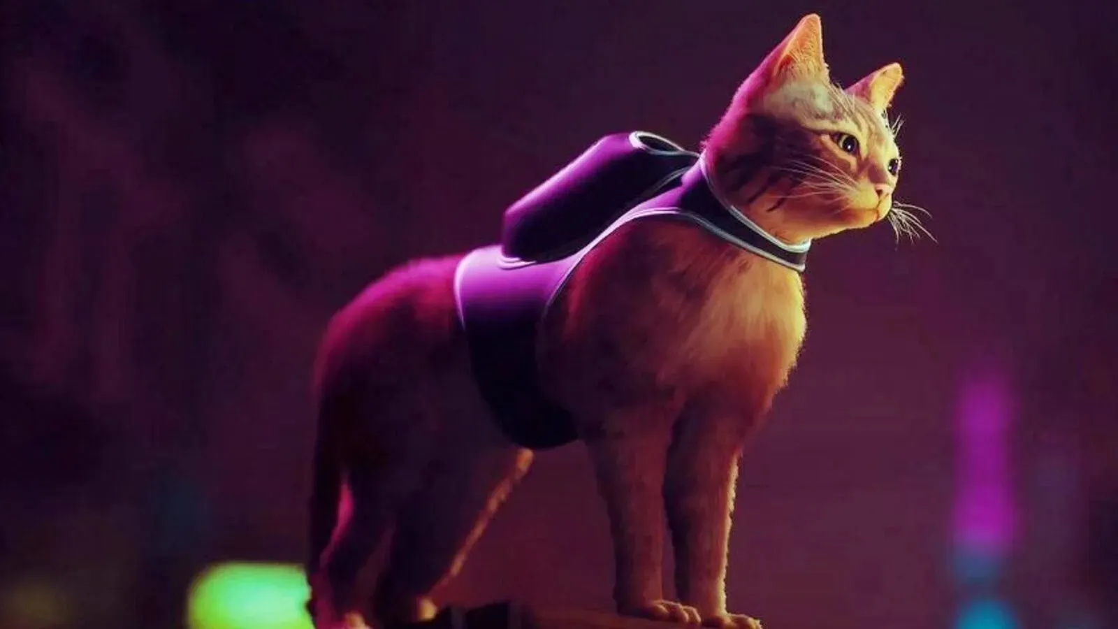 Где купить игру Stray в России на PlayStation и ПК? Симулятор кота сводит геймеров с ума
