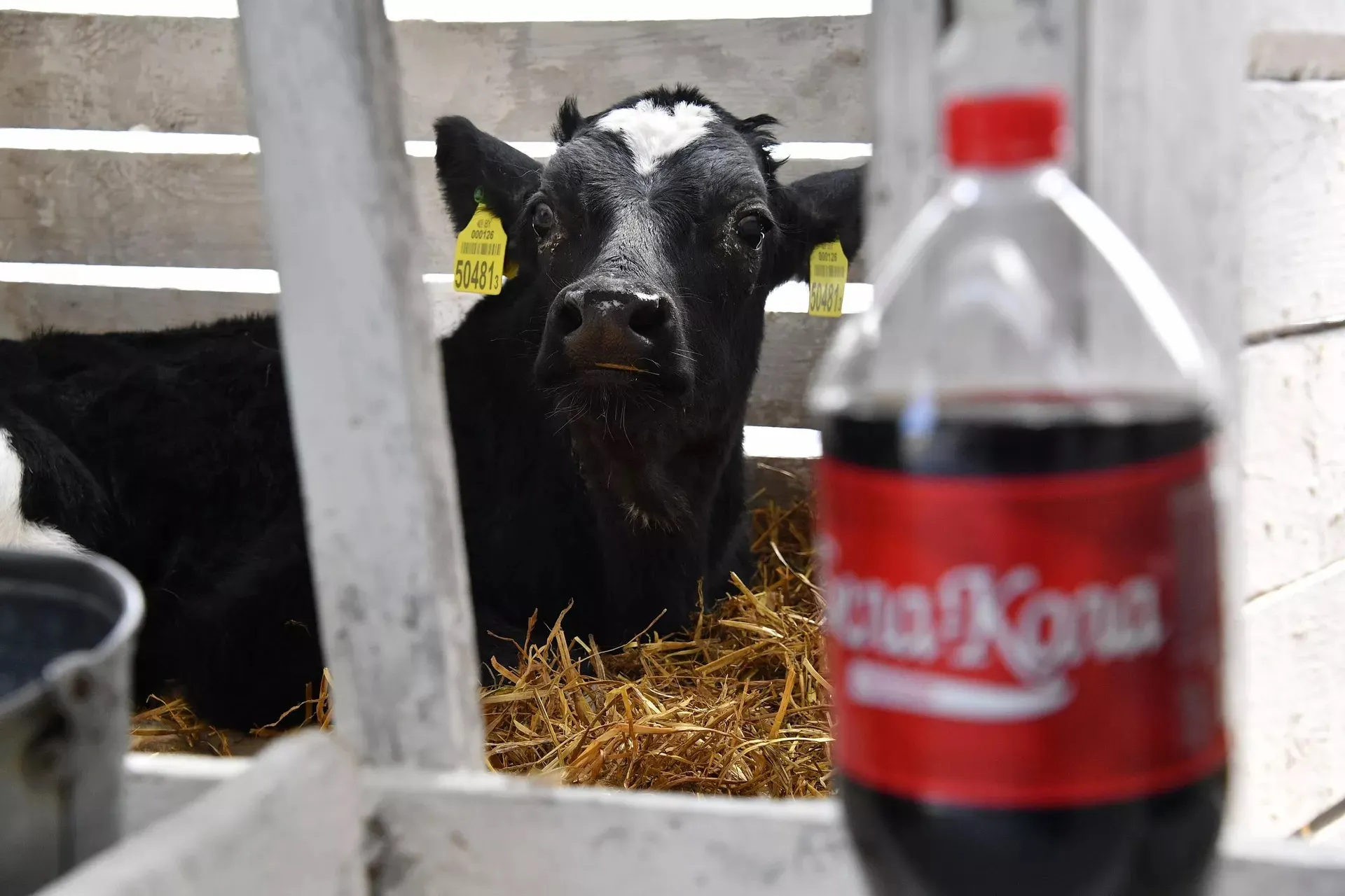 Аналог Coca-Cola из Беларуси протестировали на телятах. Для чего животным дают «Бела-Колу»?