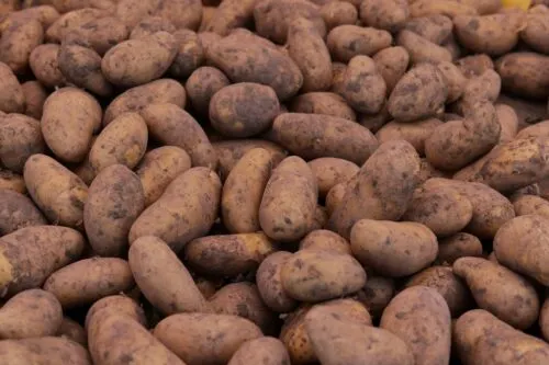 Когда в России упадут цены на картофель? Сейчас прайс подскочил до рекордных 85 рублей за кг